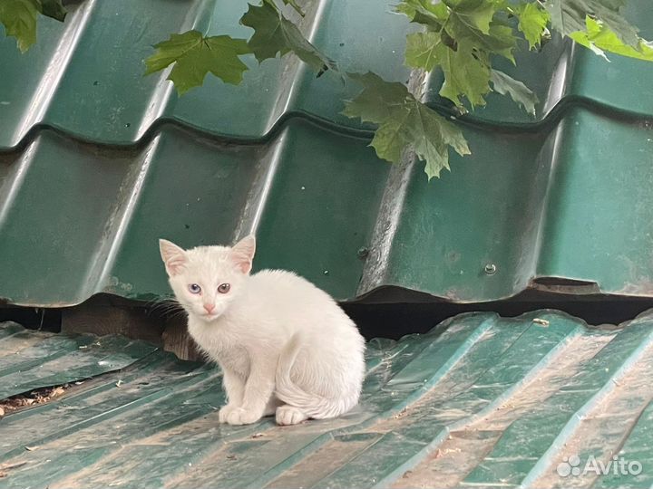 Белый котенок