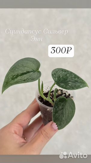 Сциндапсус Маяри