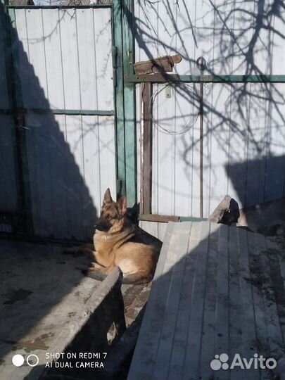 Немецкая овчарка