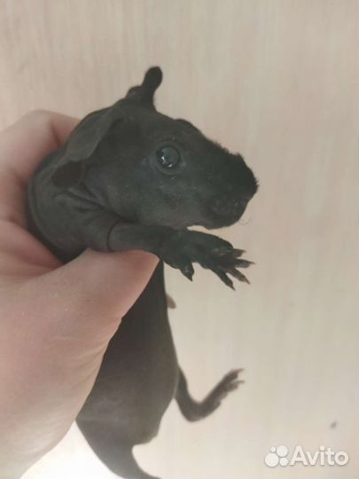 Морская свинка скинни