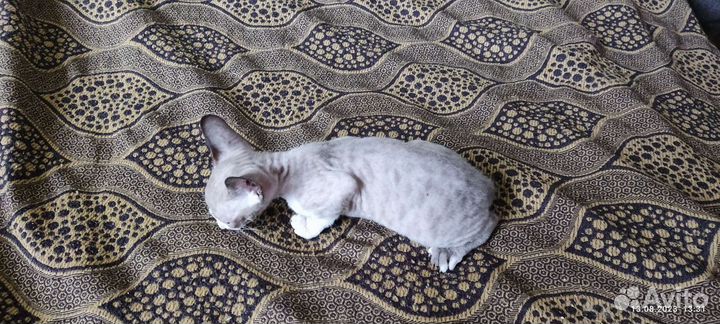 Котята 1.5 месяца