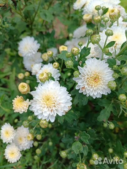 Хризантема