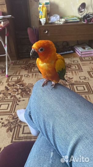 Попугай Солнечный Аратинга