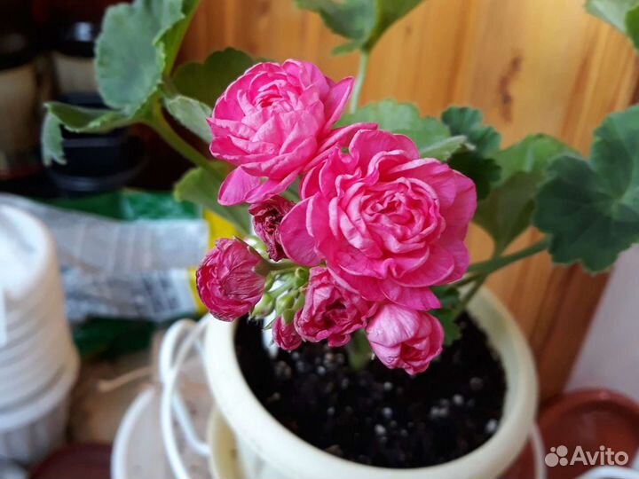 Пеларгония