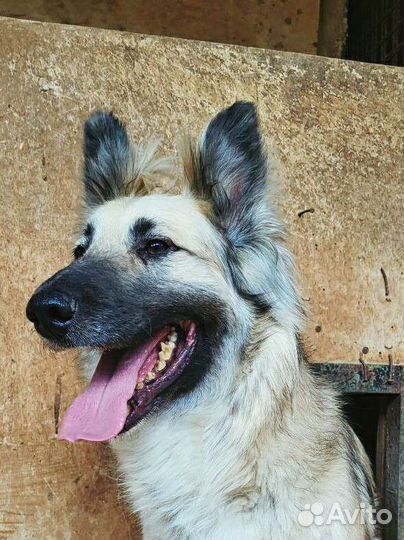 Метис овчарки верит и ждет