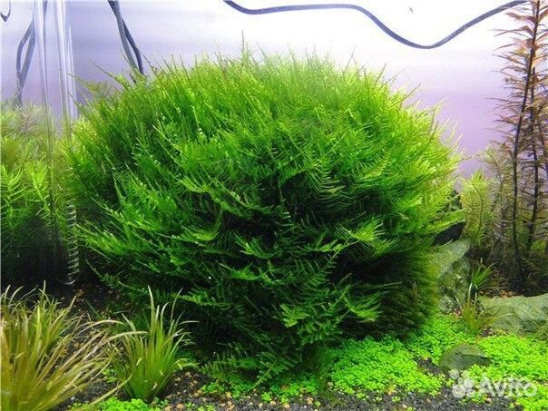 Павлиний мох