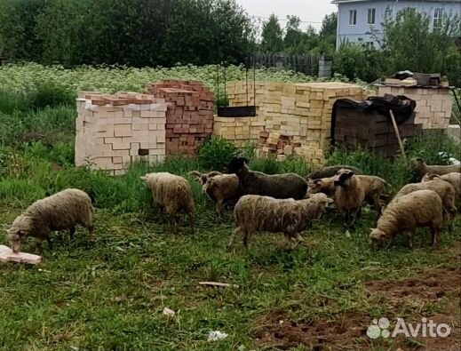 Баранчики молодые на курбан