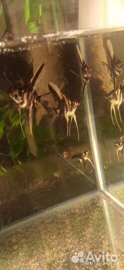 Скалярия молодь