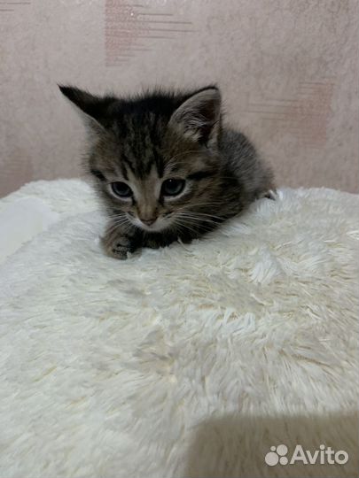 Отдам кота в добрые руки