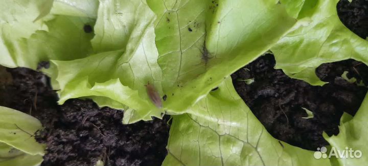 Мадагаскарские слизни