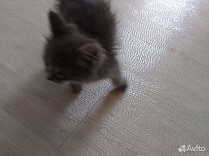 Отдам котика