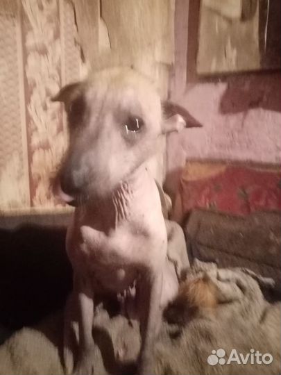 Китайская хохлатая собака