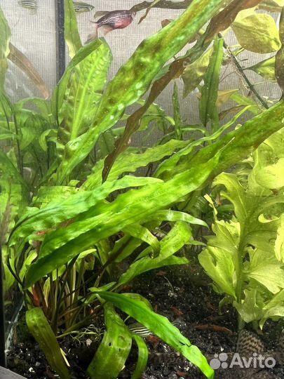 Криптокарина, Роголистник