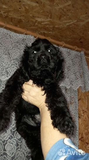 Кокер спаниель