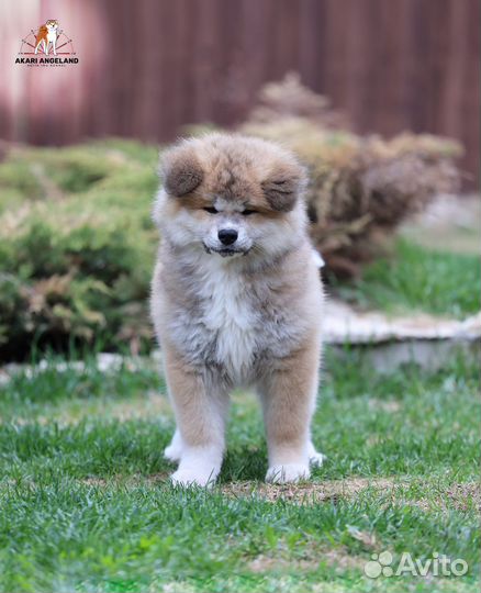 Акита-ину. Очаровательный длинношерстный мальчик