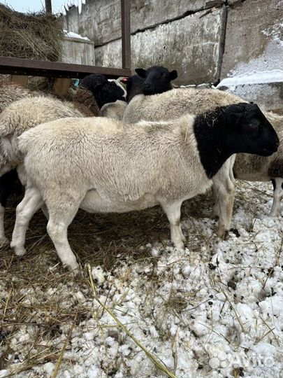 Бараны породы дорпер