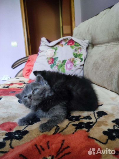 Черный котенок