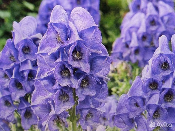 Сесюринхий Бадан Хелоне Зверобой