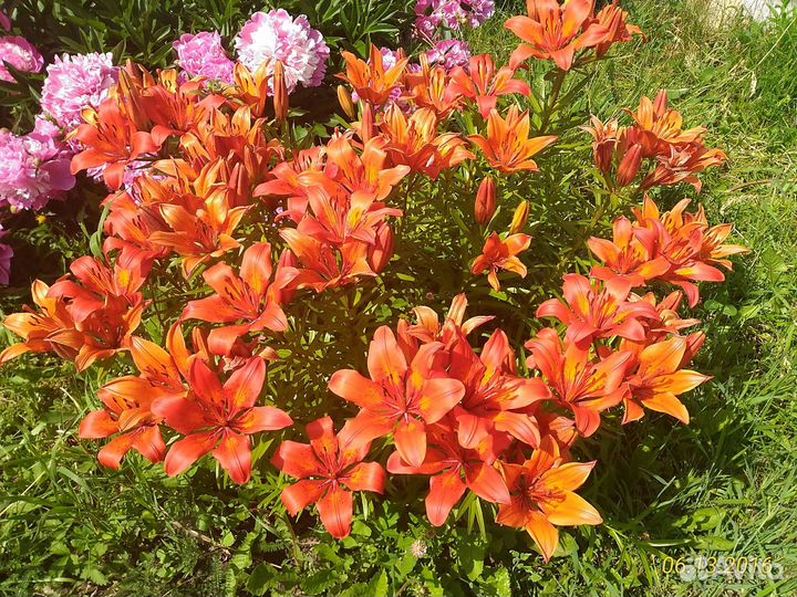 Лилии садовые (саженцы)