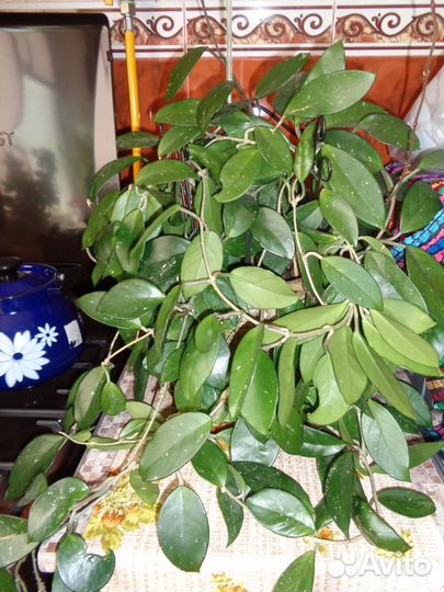 Хойя и её отростки