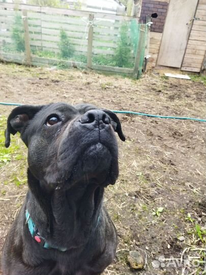 Кане корсо, девочка