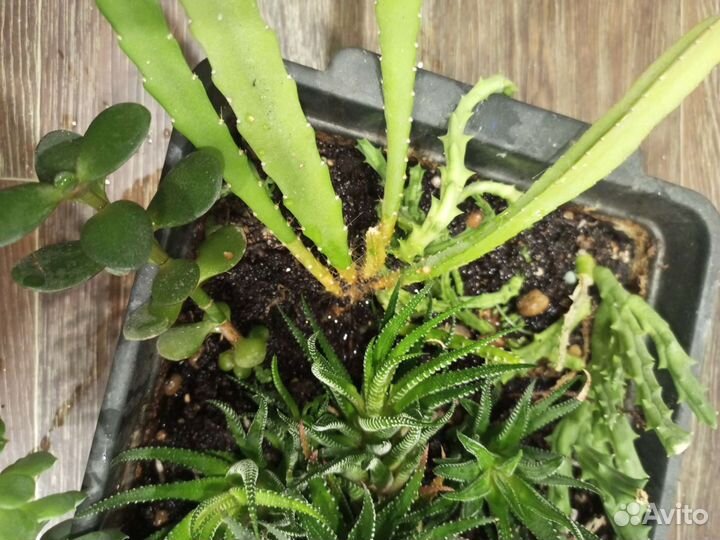 Кактусы и суккуленты