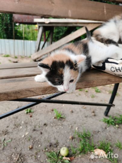 Котята в добрые руки бесплатно