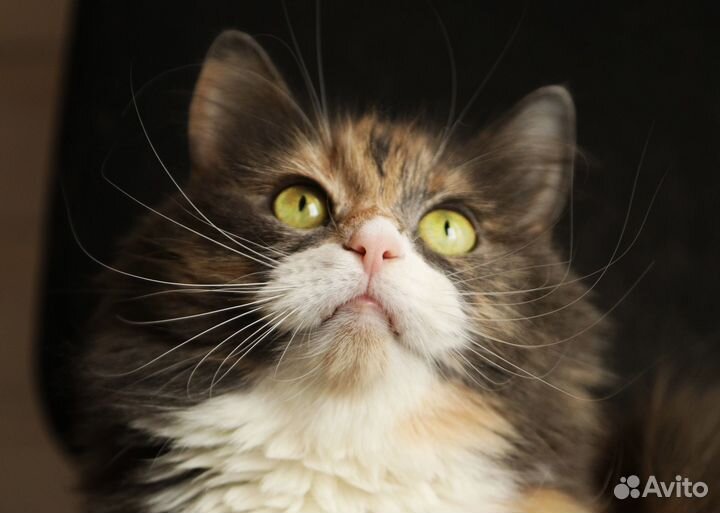 Кошка в дар