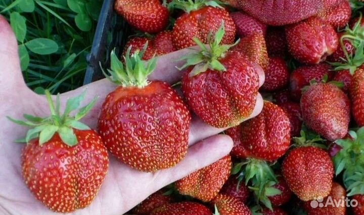 Клубника сортовая Машенька