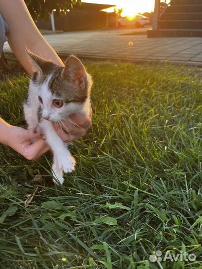 Котенок девочка 3 месяца в добрые руки