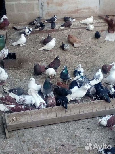 Николаевские голуби бабочка торец