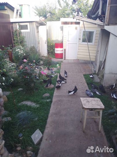 Продажа голубей