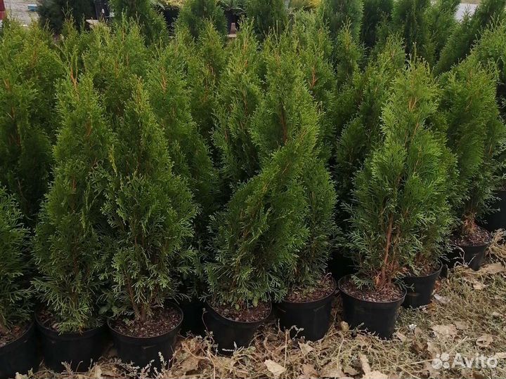 Туя смарагд