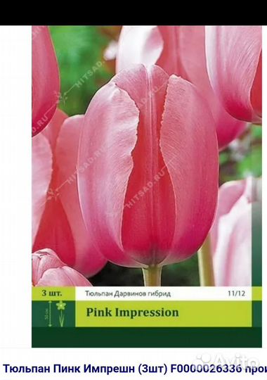 Луковицы тюльпанов