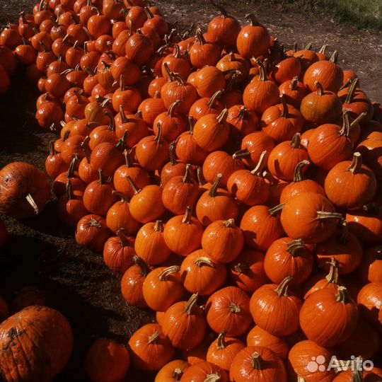 Тыква хеллоуин