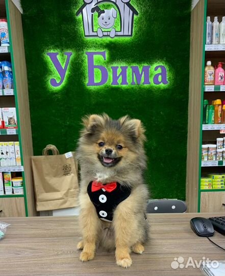 Одежда для собак и кошек