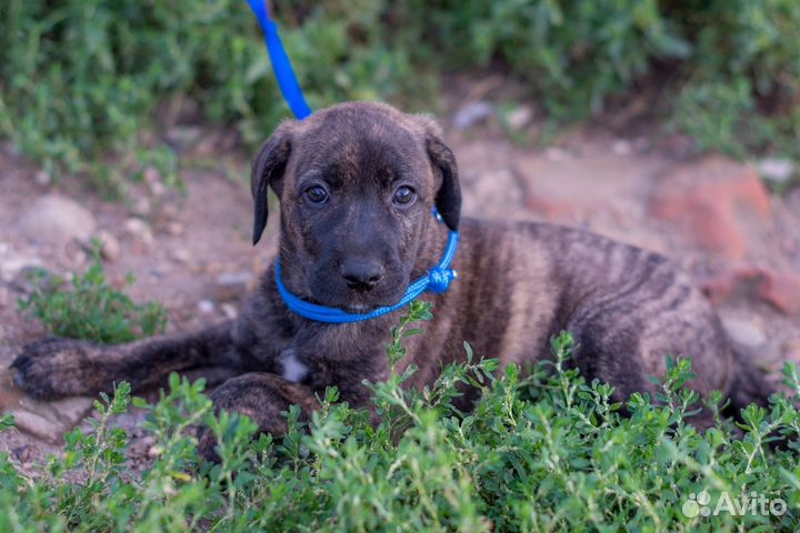 Щенок мальчик ищет дом