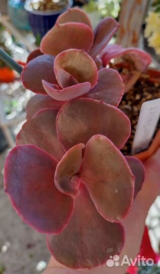 Кудрявые эхиверии. С волнистыи краем