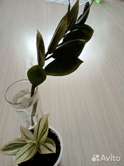 Комнатные цветы