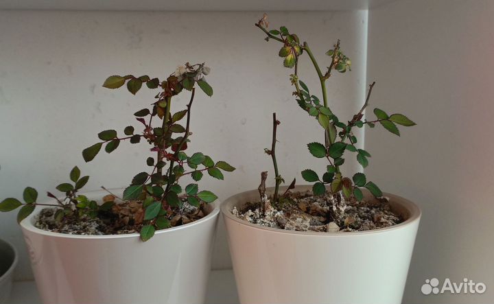 Розы комнатные