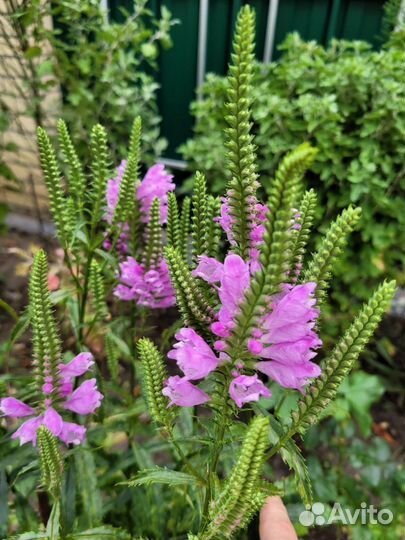 Физостегия