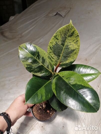 Филодендрон Пинатифидум Голд Сплеш