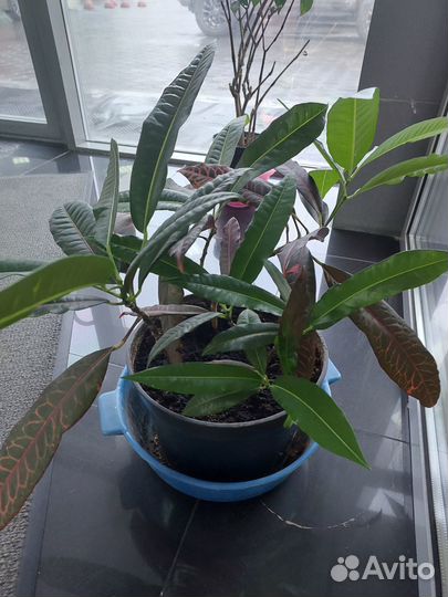 Кротон банана, фикус