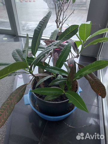 Кротон банана, фикус