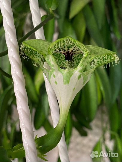 Церопегии, дисхидии, альбука