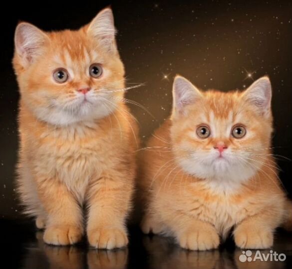 Тмкированные красные девочки