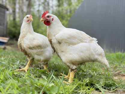 Бройлеры живым весом, Москва