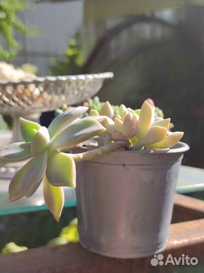 Флорариум суккуленты