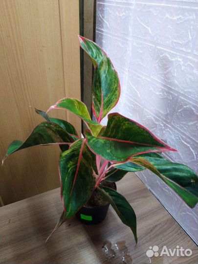 Аглаонема Крит