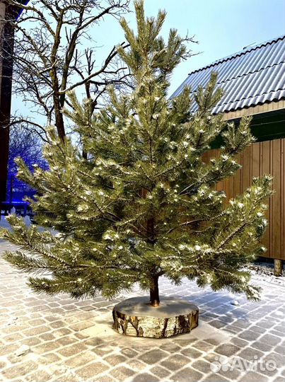 Спилы деревьев